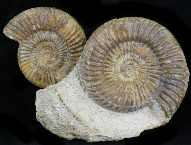 Aesthetic Parkinsonia Ammonite Fossils - Dorset, England #31714